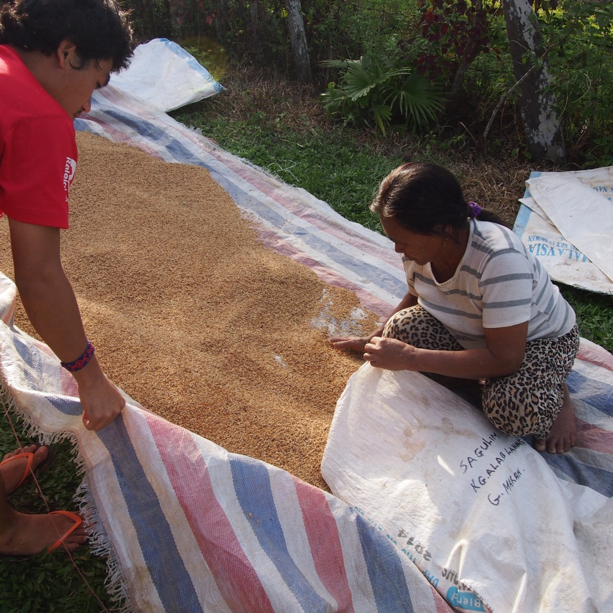 What is to be a small rice grower