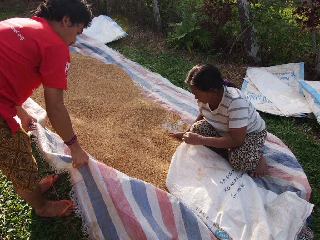 Dried rice are packed for storage