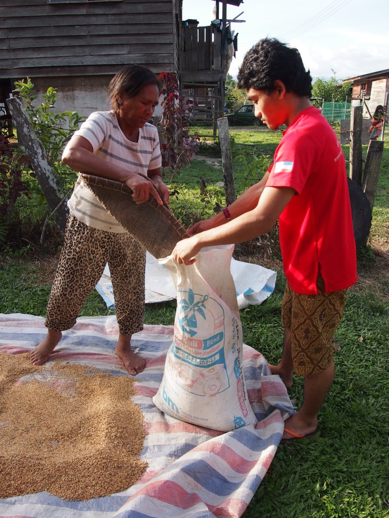 Dried rice are packed for storage